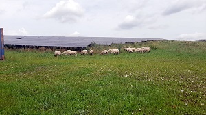 Die Beweidung beginnt. Zunächst 50 Schafe tun ihre 'Arbeit'. Einige Wochen später kommen noch 50 weitere Schafe hinzu.